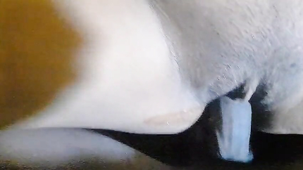 I fucked my new sister-in-law when she was alone. (2026 | SD)