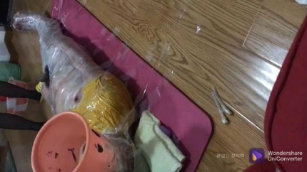 Live Asian Toilet Slave Wrapped In Tape P1 (2025 | SD)